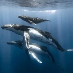 3 generations of humpback whales glide gracefully just beneath the blue ocean's surface. Beams of sunlight shine down on them through the waves breaking above.