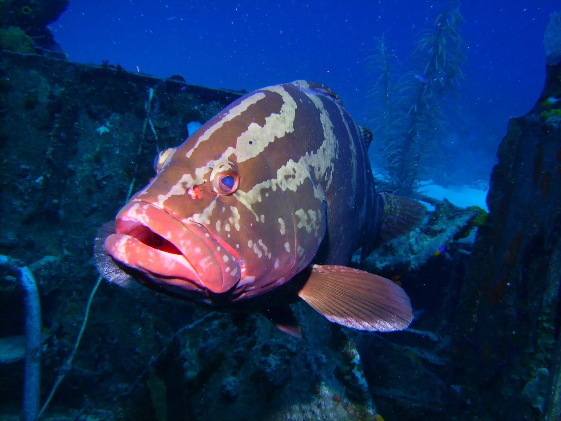 Red fish swims in ocean