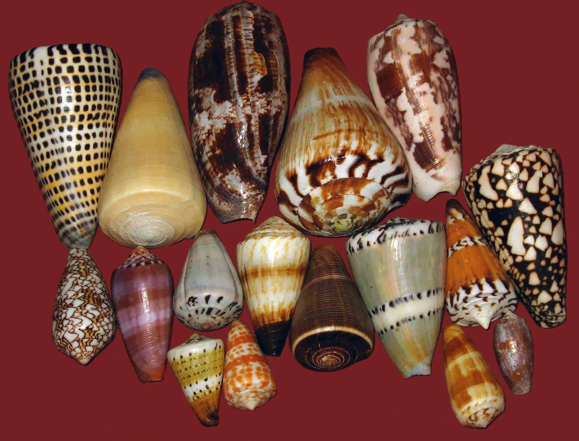 Cone snails
