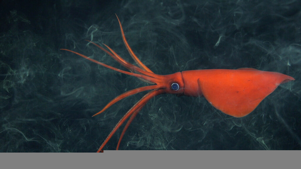 rarely-seen whiplash squid