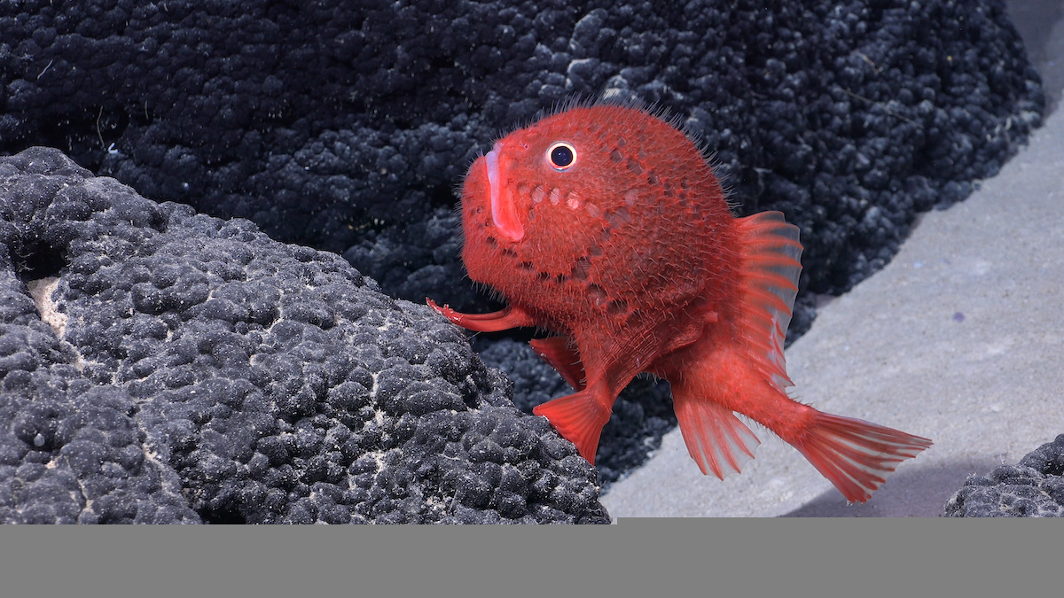 red sea toad in the deep sea