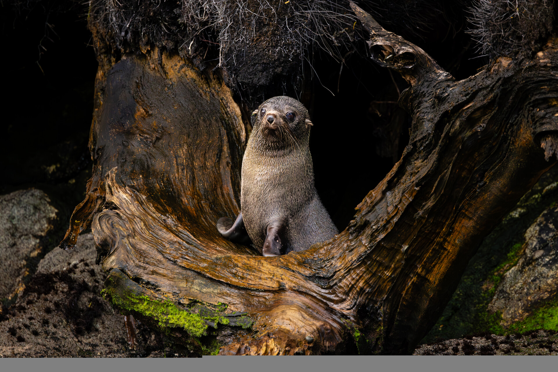 A New Zealand Fur Seal (Kekeno) basks in the protective cradle of a coastal tree, exuding both strength and serenity. The natural frame of gnarled, weathered wood and lush, emerald moss evokes the profound connection between marine wildlife and their verdant habitats. Sunlight filters through the dense canopy, casting dappled shadows that dance across the seal’s sleek, glistening fur.