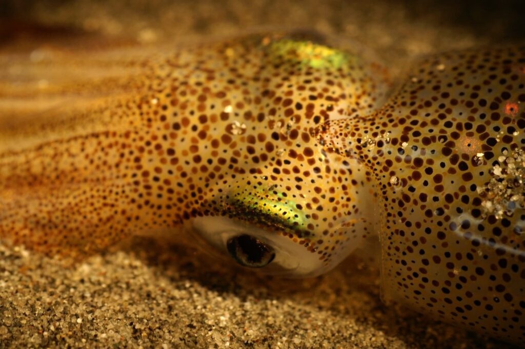Market Squid
