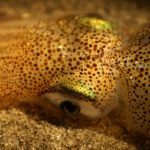 Market Squid