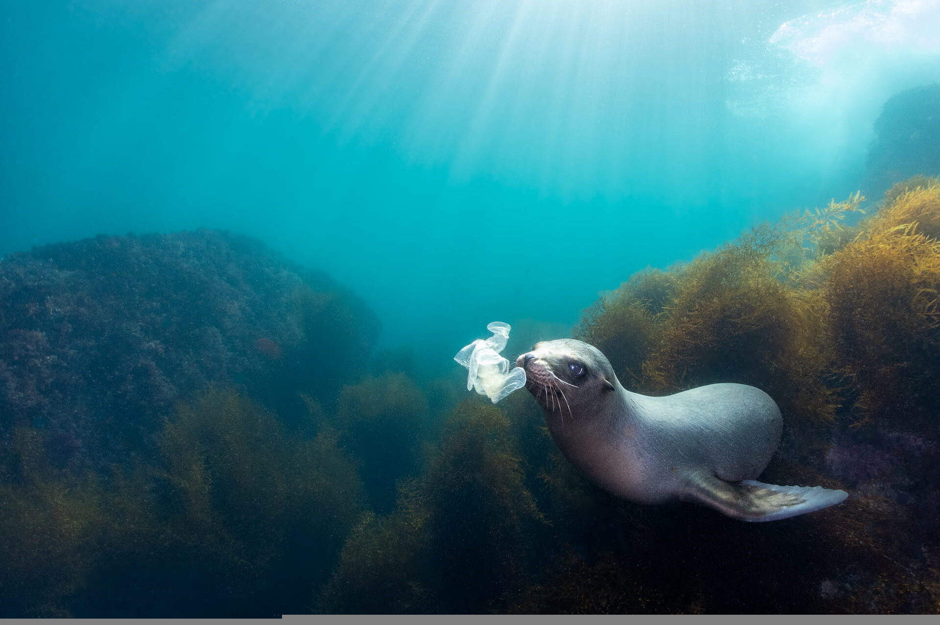 Seal with Plastics