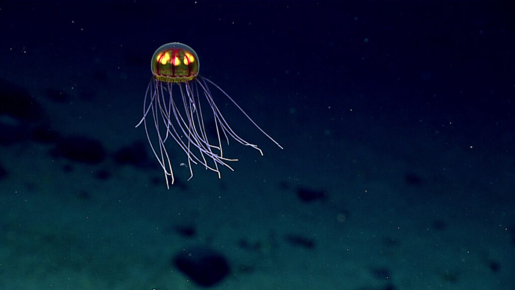 Deep Sea creature