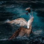 A blue-footed booby from the Galapagos Islands breaks the ocean's surface in a swift and precise flight. With its wings spread and eyes focused, it catches a gleaming fish in its beak. The water splashes around it in a fleeting but powerful scene of the natural balance between predator and prey.