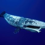 A humpback whale near Moorea, French Polynesia. Its jaw was possibly broken in a collision with a ship, one of the many human-caused hazards facing marine life on our planet.
