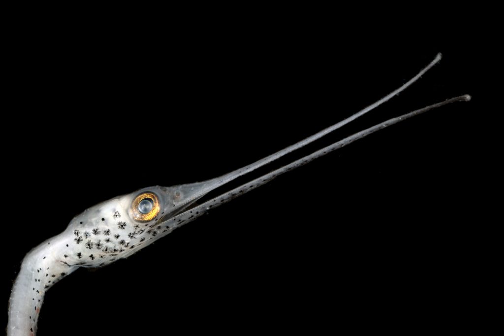 A close up look at a snipe eel profile in blackwater