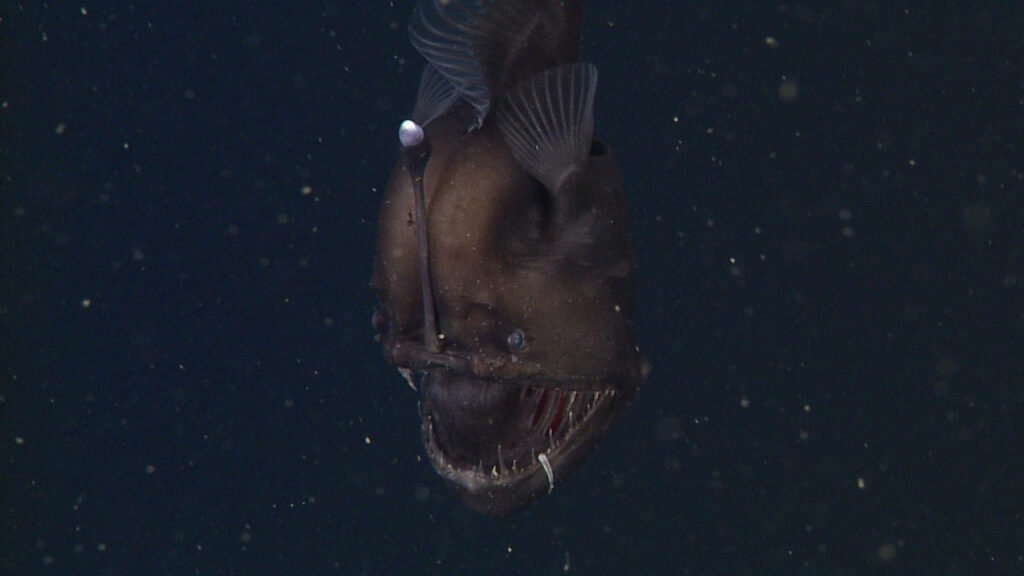 black seadevil anglerfish 