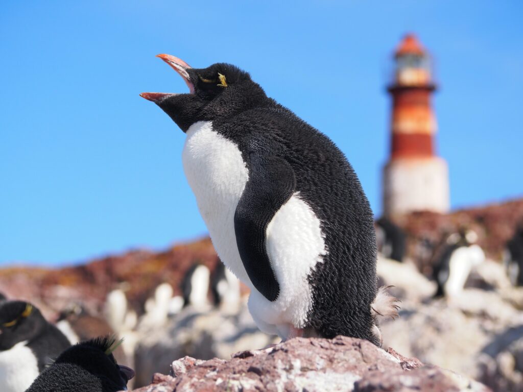 Bathed in the cold light of the Southern Ocean, a Rockhopper Penguin raises its voice above the endless wind and crashing seas, while a lonely lighthouse fades softly into the distance.