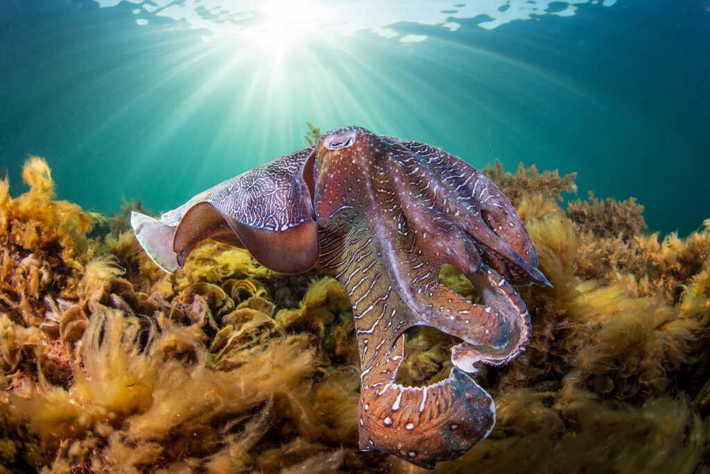 A large male Giant Cuttlefish cruises around the shoreline of Whyalla, looking for a mate this season.