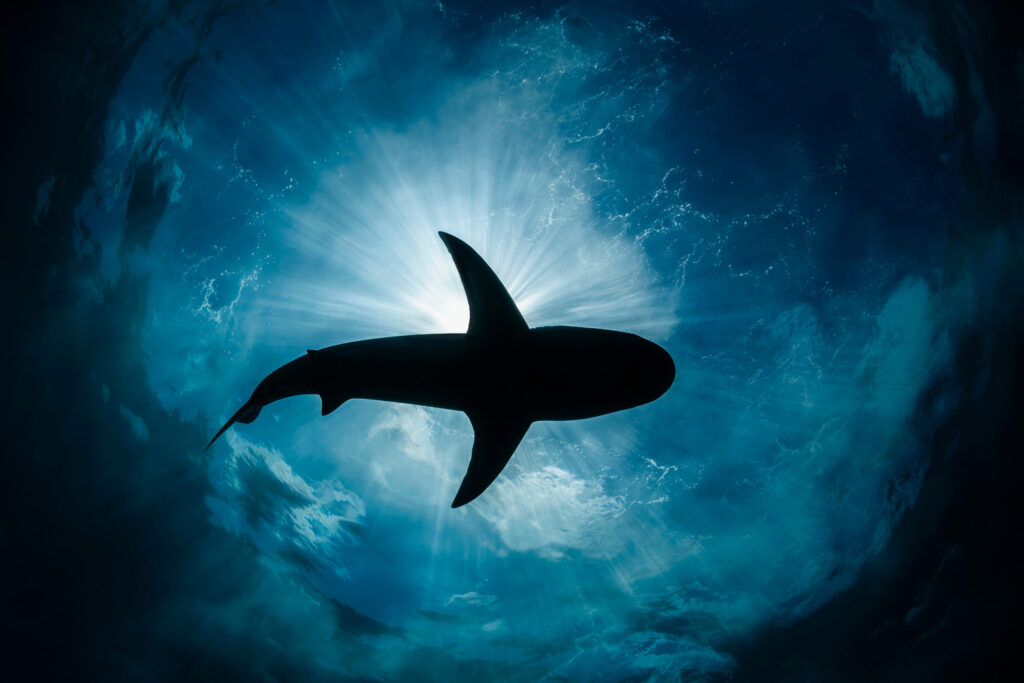 A Caribbean reef shark. Photo by Remuna Beca