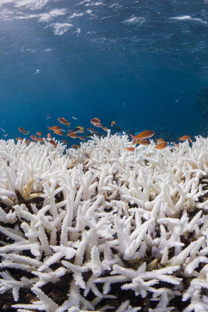 Bleached coral reef. Photo by Ocean Image Bank/The Ocean Agency