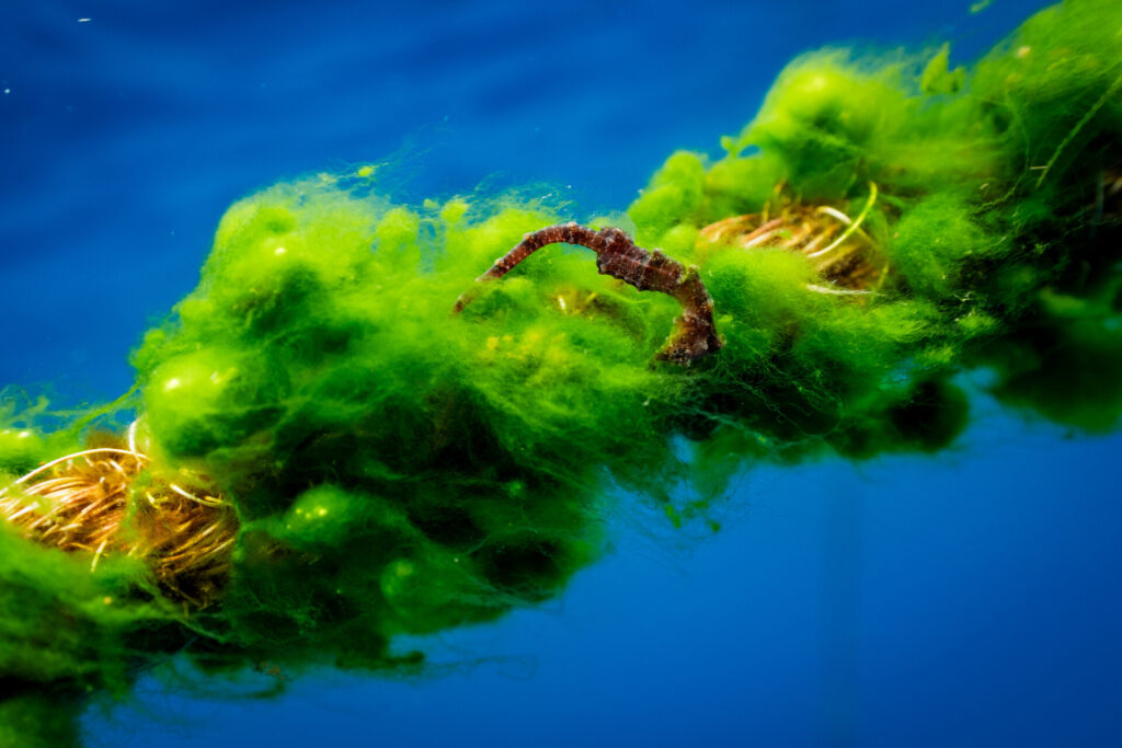 Seascapes are not always defined by vast reefs. This intimate seascape captures a 'micro-ecosystem' thriving in the open blue. Found in the smallest corners of human impact, here, a tiny seahorse clings to a mooring rope that has been transformed by a thick, vibrant cloak of filamentous green algae. This image reveals an unexpected interaction between the artificial and the natural, showing the ocean's incredible potential to reclaim and repurpose. It is a seascape of hope, reminding us that even in the unlikely corners, life finds a way to flourish.