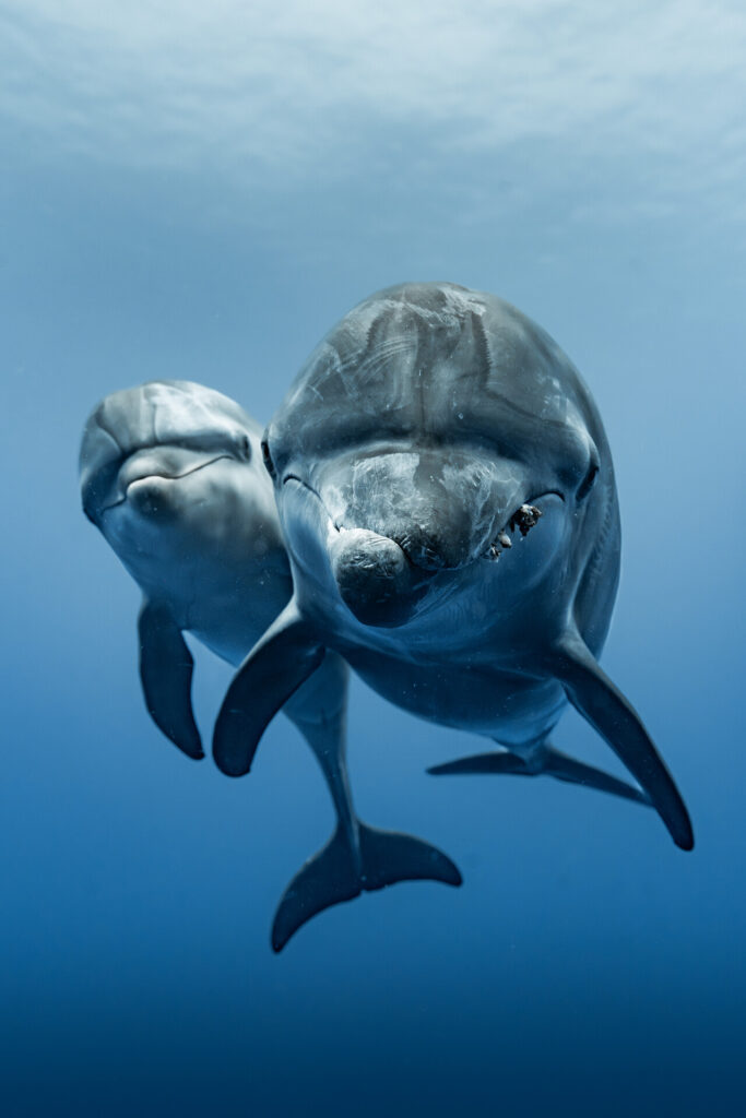 The dolphins in Rangiroa are so curious! This pair came up to me, perhaps checking out their reflection in my camera dome. I thought this one was particularly interesting because her jaw is askew. I felt like the one behind her was coming up, peeking over her shoulder just to come say hello and see what I was all about. It was a really magical moment.