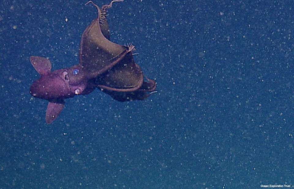 Vampire squid