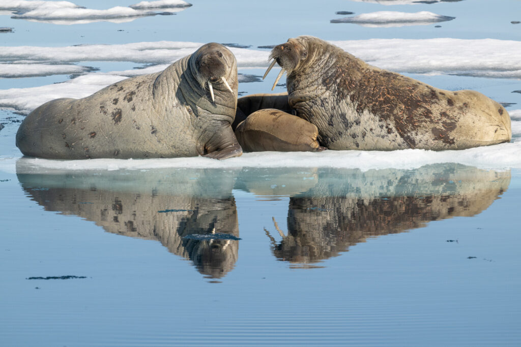 Two female walruses in what appears to be a protective posture as one of the females is nursing a small calf.