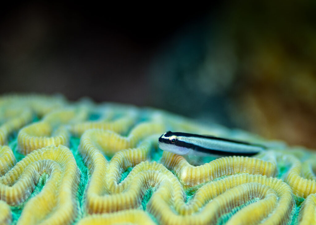 Goby on coral