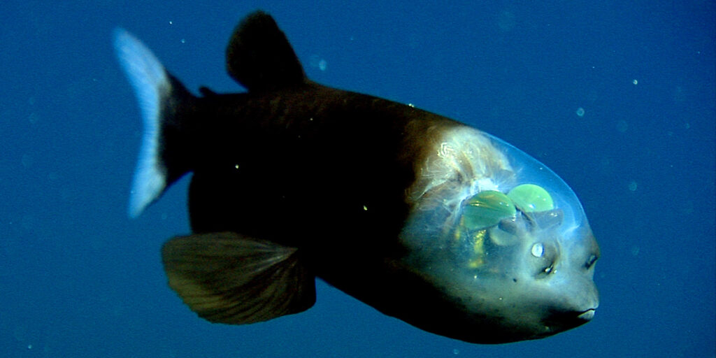barreleye fish