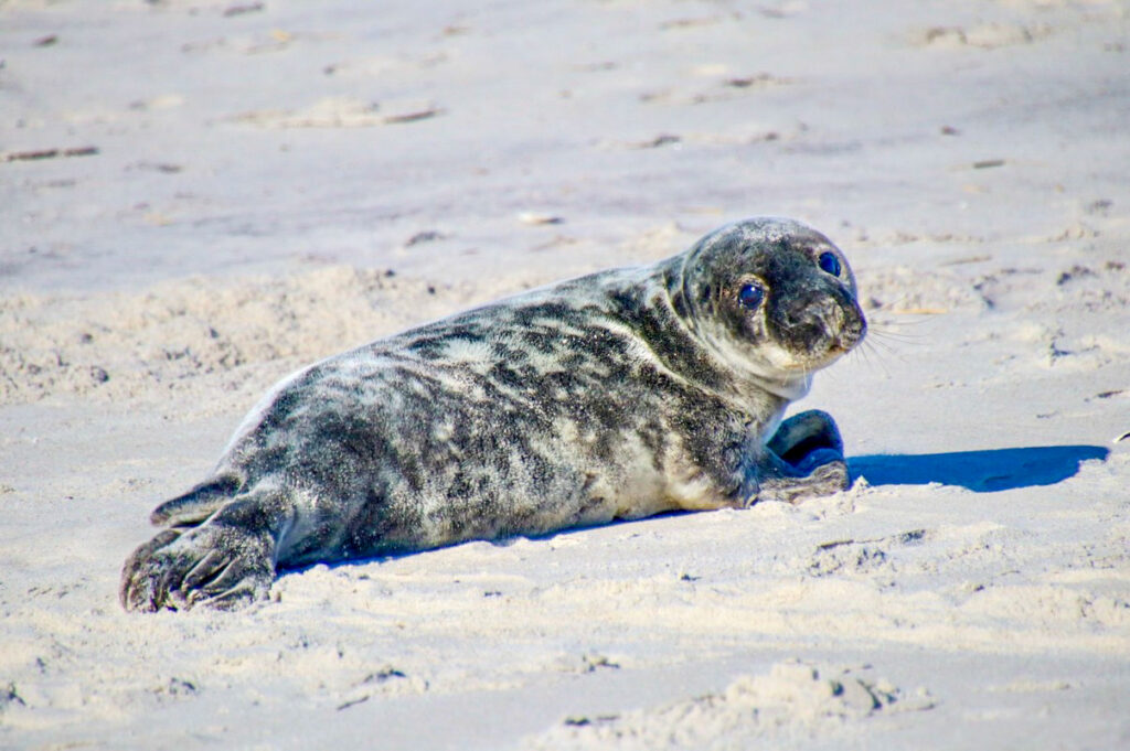 This sweet seal was resting on the shore of Long Beach, NY on a bright sunny day in April 2024.