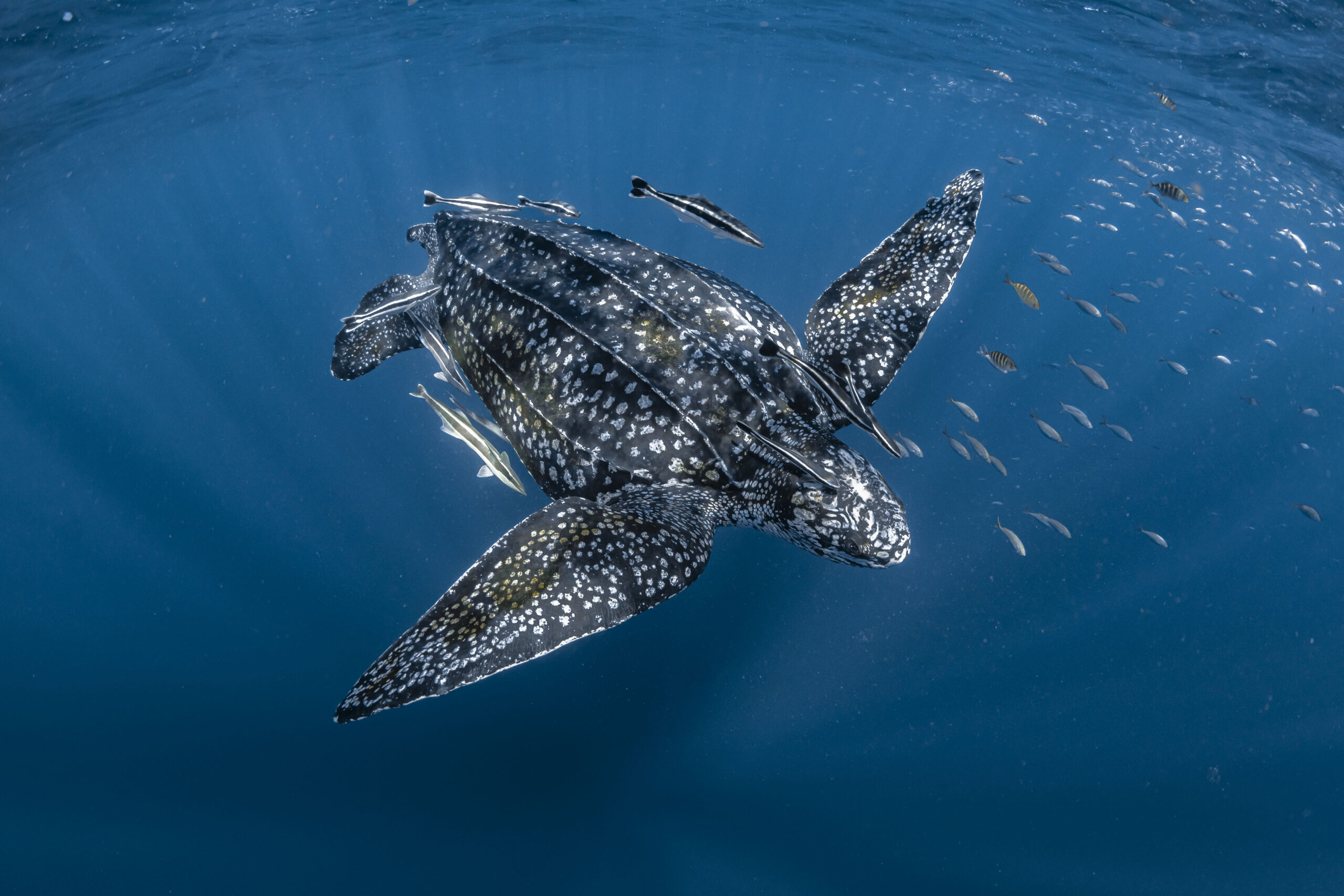 Leatherback sea turtle, Coral Bay, Ningaloo Reef, Western Australia