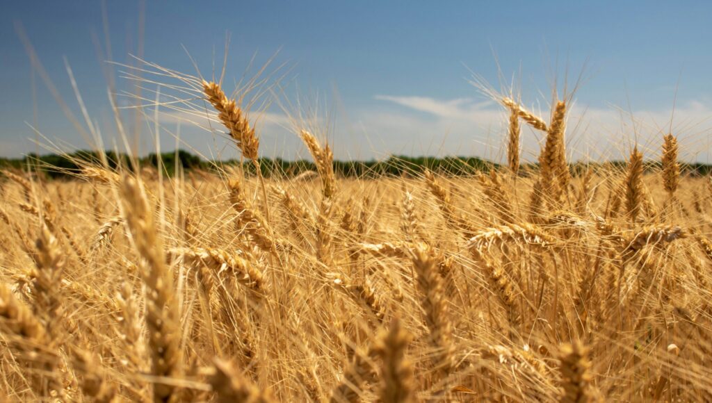 wheatfield and blue sky